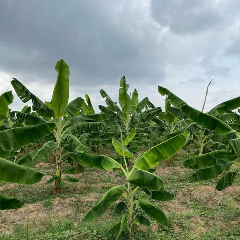 Comunidad de la región del San Jorge