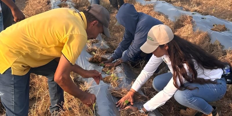 Agronegocios hortofrutícolas intensivos con pequeños productores en Sucre. - imagen 2