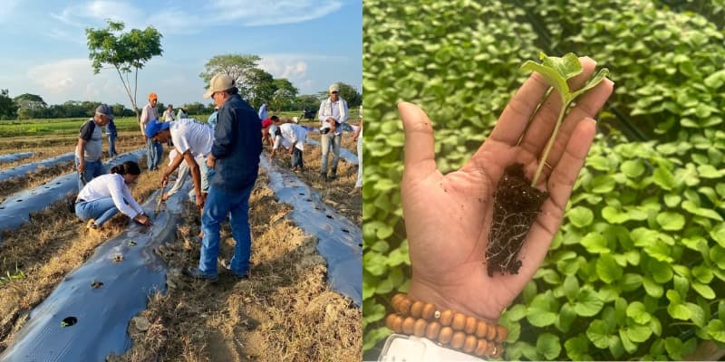 Agronegocios hortofrutícolas intensivos con pequeños productores en Sucre. - imagen 3
