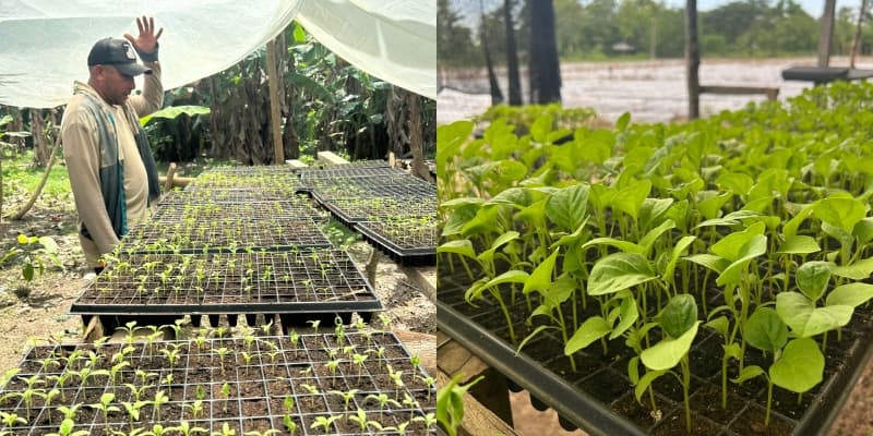 Agronegocios hortofrutícolas intensivos con pequeños productores en Sucre. - imagen 4