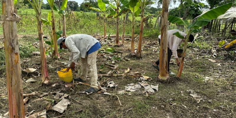 Agronegocios hortofrutícolas intensivos con pequeños productores en Sucre. - imagen 5