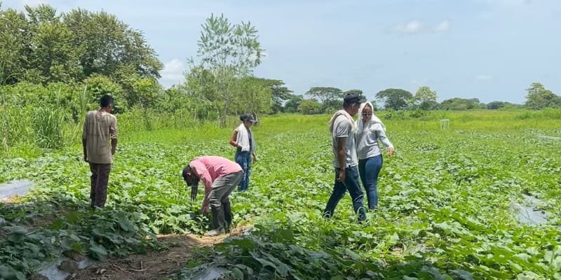 Agronegocios hortofrutícolas intensivos con pequeños productores en Sucre. - imagen 6